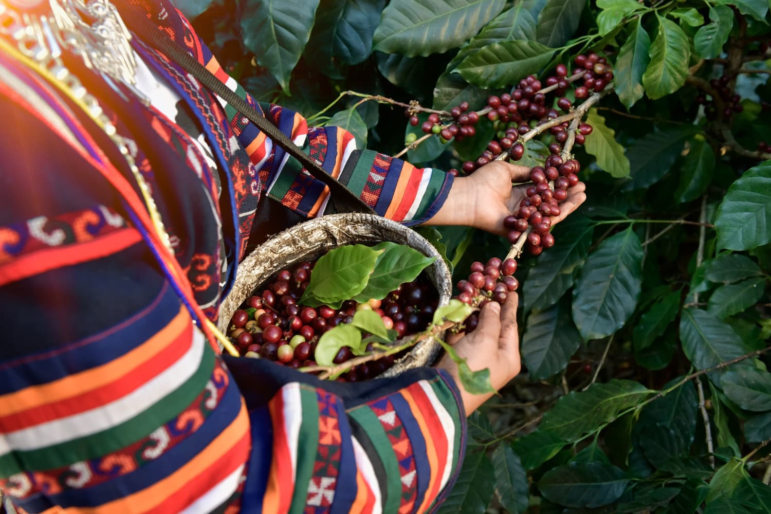 Recolección de cerezas de café